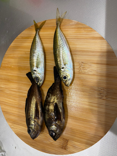 メバルの釣果