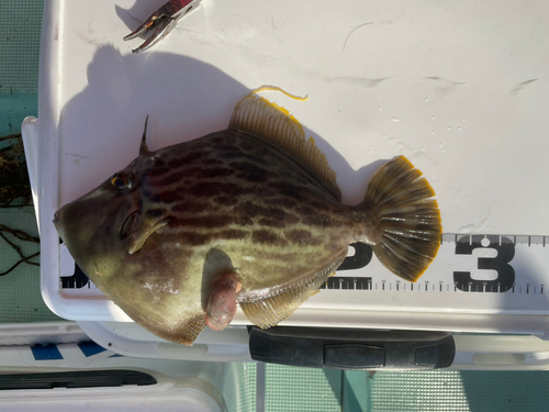 カワハギの釣果