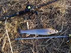 アメマスの釣果