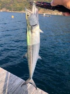 サゴシの釣果