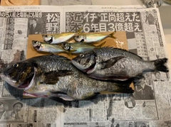 クロダイの釣果