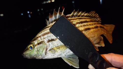 シマイサキの釣果