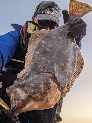 ヒラメの釣果