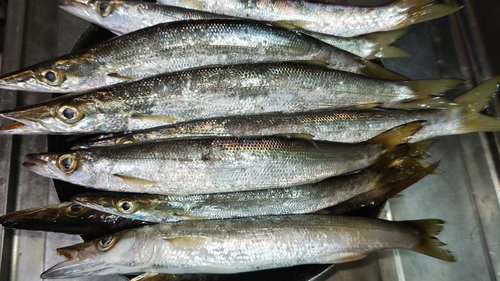 カマスの釣果