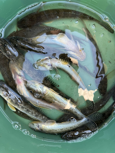 マハゼの釣果