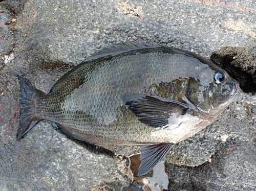 クロの釣果