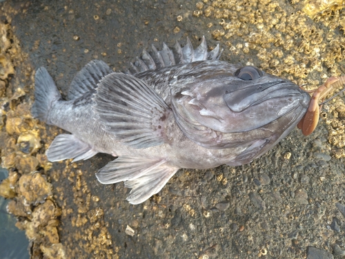 クロソイの釣果