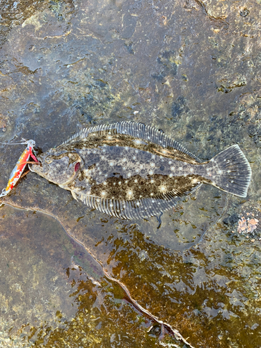 ソゲの釣果