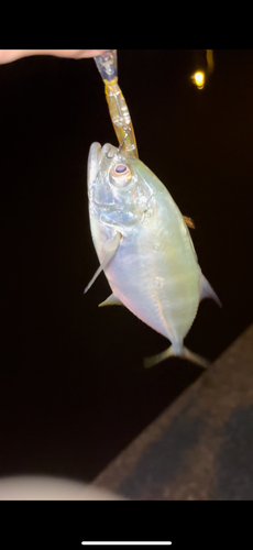 メッキの釣果