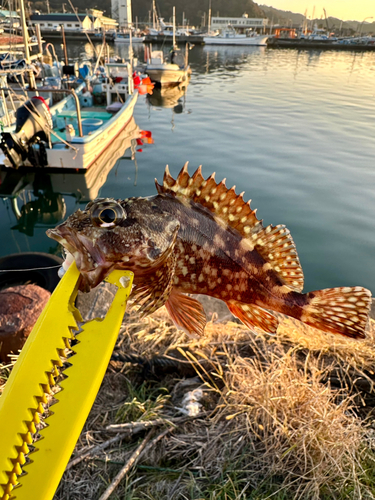 アラカブの釣果