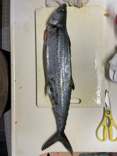 サゴシの釣果