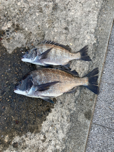 クロダイの釣果