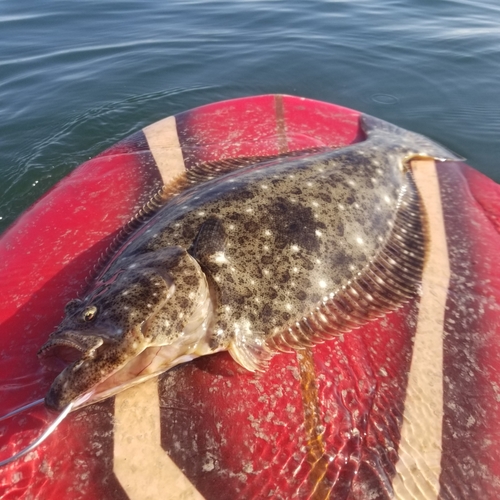 ヒラメの釣果