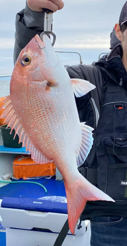 タイの釣果