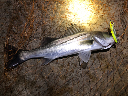 シーバスの釣果