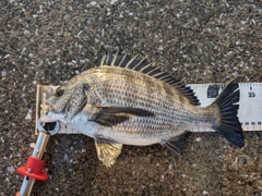 クロダイの釣果