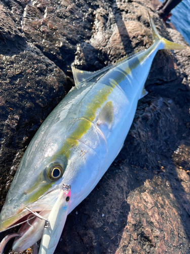 ワラサの釣果