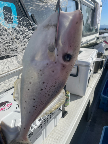 ウスバハギの釣果