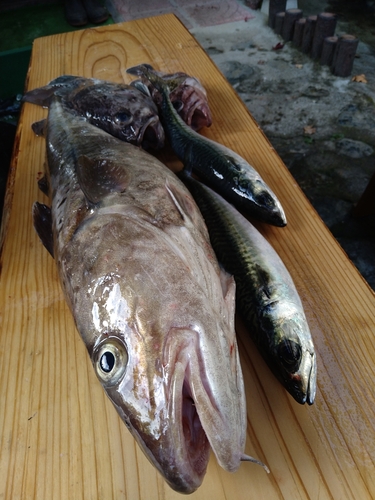 マダラの釣果