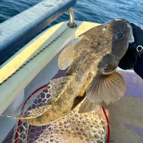 マゴチの釣果