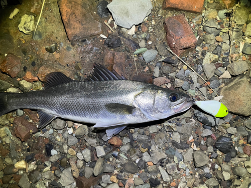 スズキの釣果