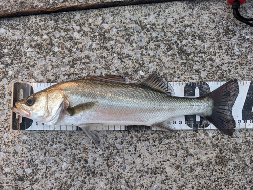 フッコ（マルスズキ）の釣果