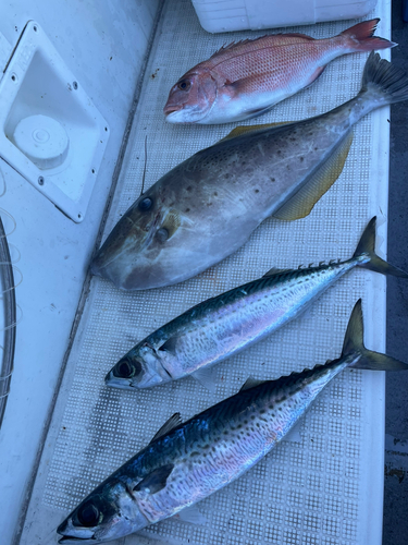 ウスバハギの釣果