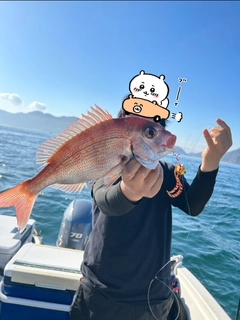 マダイの釣果