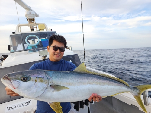 ヒラマサの釣果