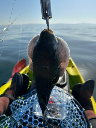 トラフグの釣果