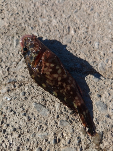 タケノコメバルの釣果