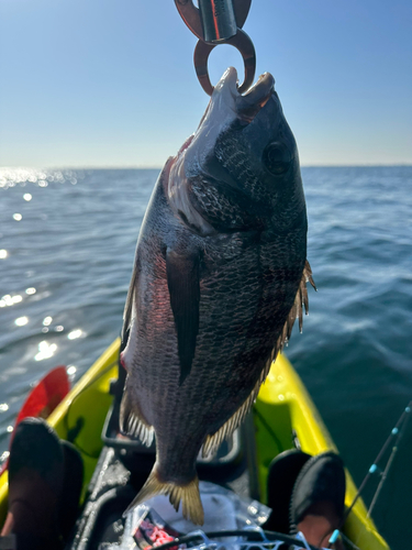 クロダイの釣果