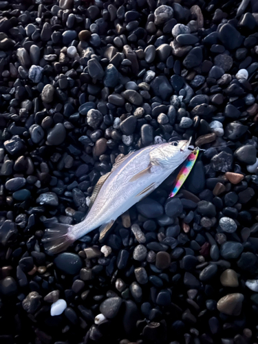 ニベの釣果