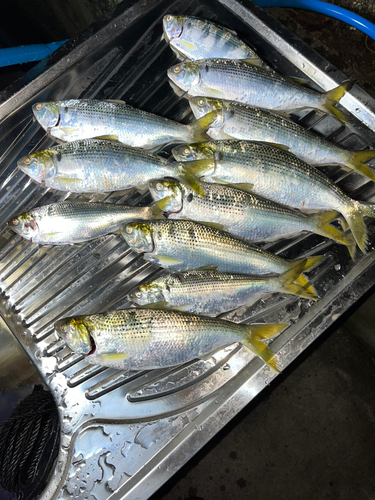 コノシロの釣果