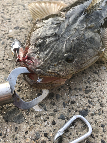 マゴチの釣果