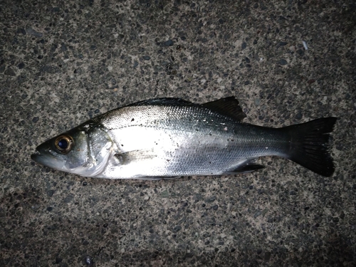 セイゴ（マルスズキ）の釣果