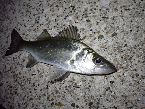 セイゴ（ヒラスズキ）の釣果