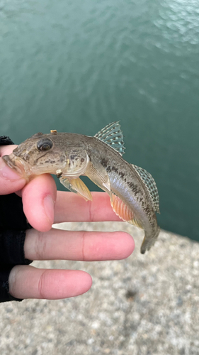 ハゼの釣果