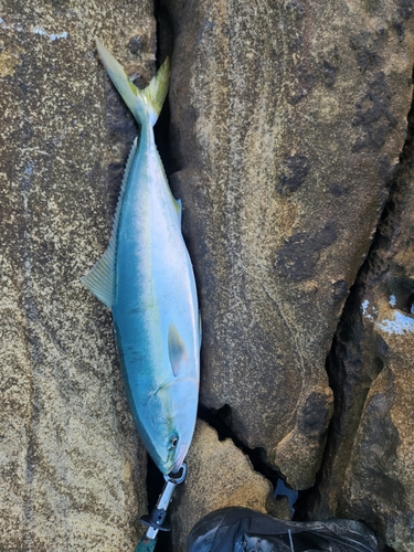 ヤズの釣果