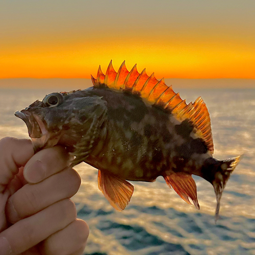 ガシラの釣果