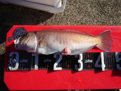 シロアマダイの釣果