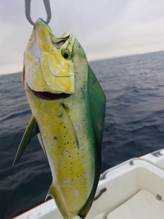 シイラの釣果