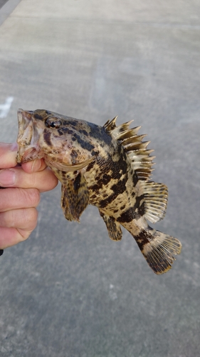 ベッコウゾイの釣果