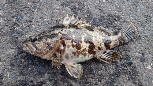 ベッコウゾイの釣果