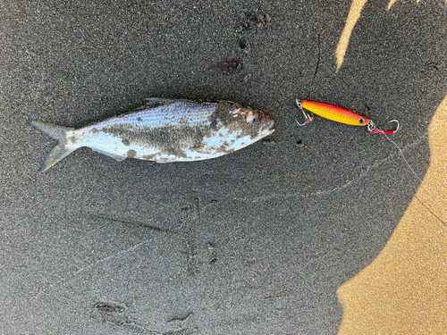 コノシロの釣果