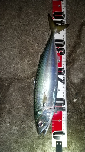 サバの釣果