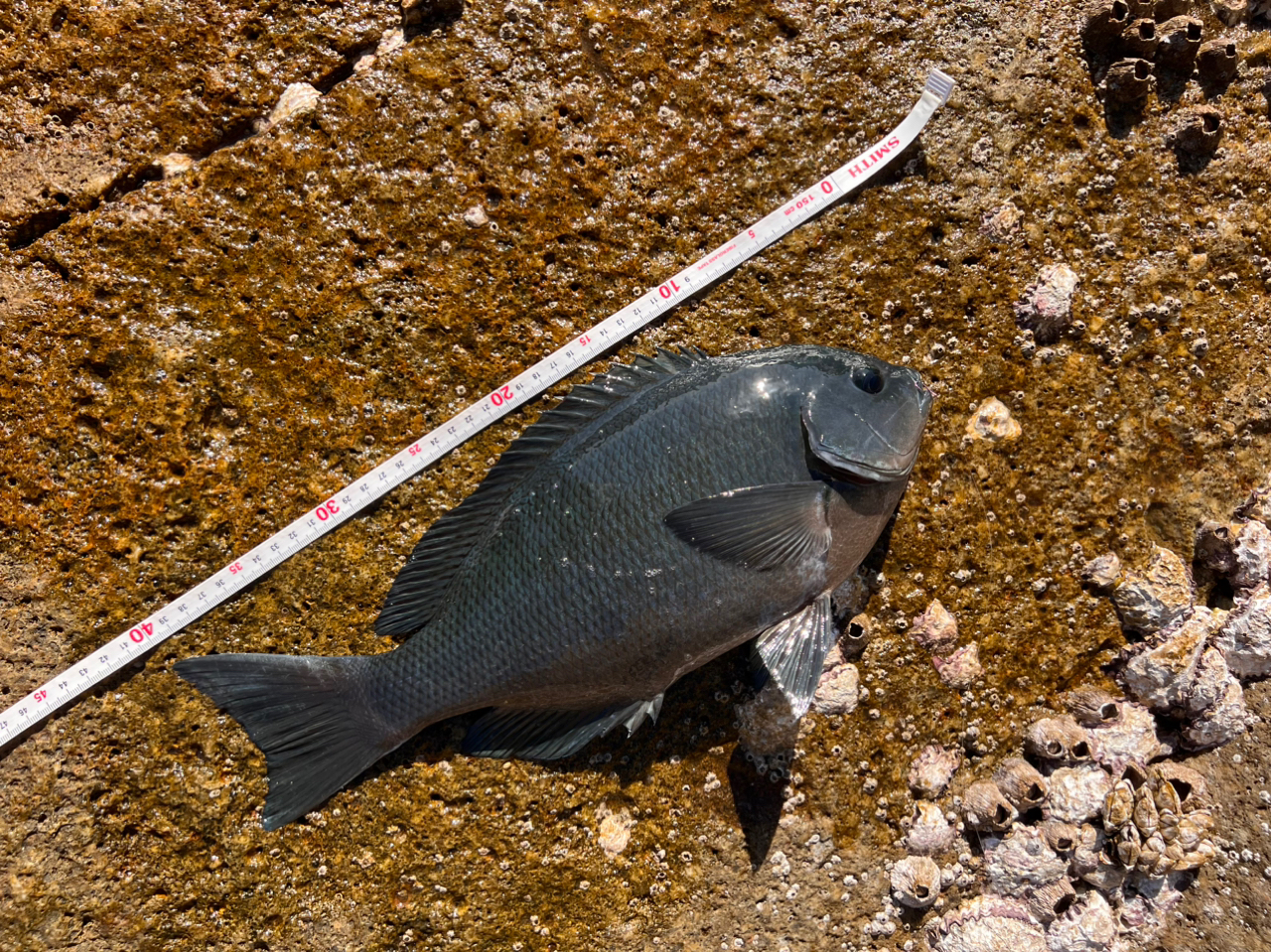 クチブトグレ