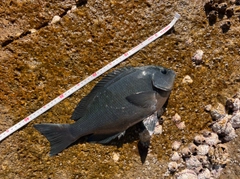 クチブトグレの釣果