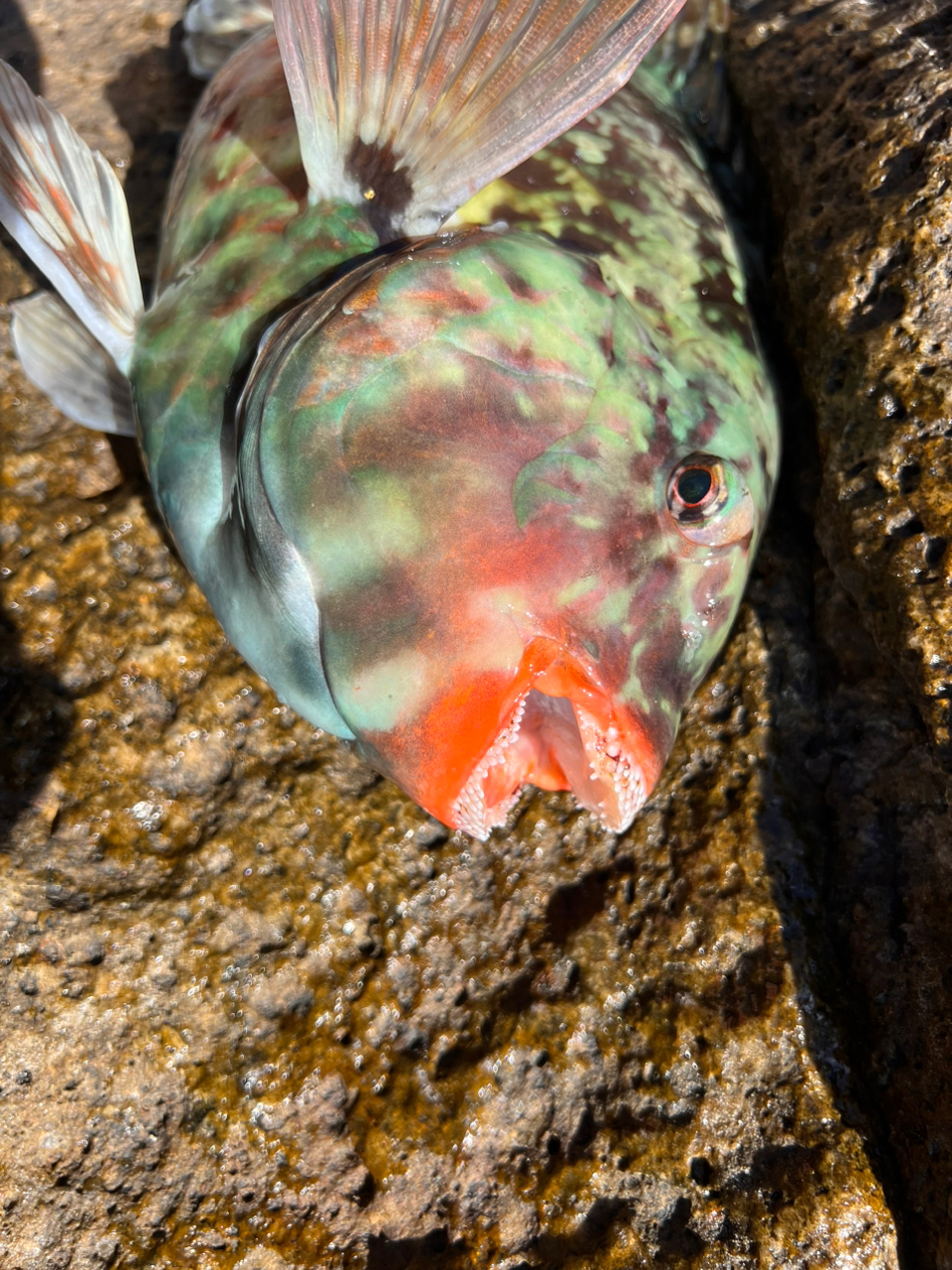 クチブトグレ