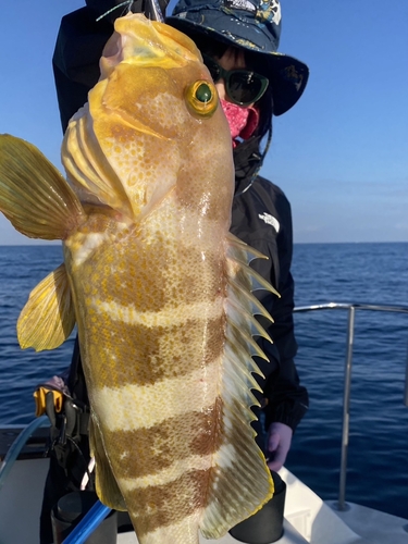 アオナの釣果